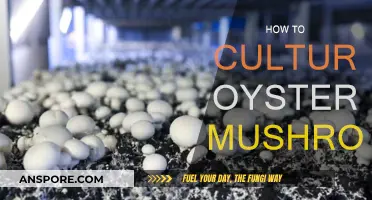 Grow Oyster Mushrooms: A Step-by-Step Guide