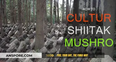 Cultivating Shiitake Mushrooms: A Step-by-Step Guide