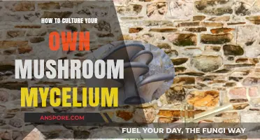 Master Mushroom Mycelium: A Beginner's Guide to Culturing at Home