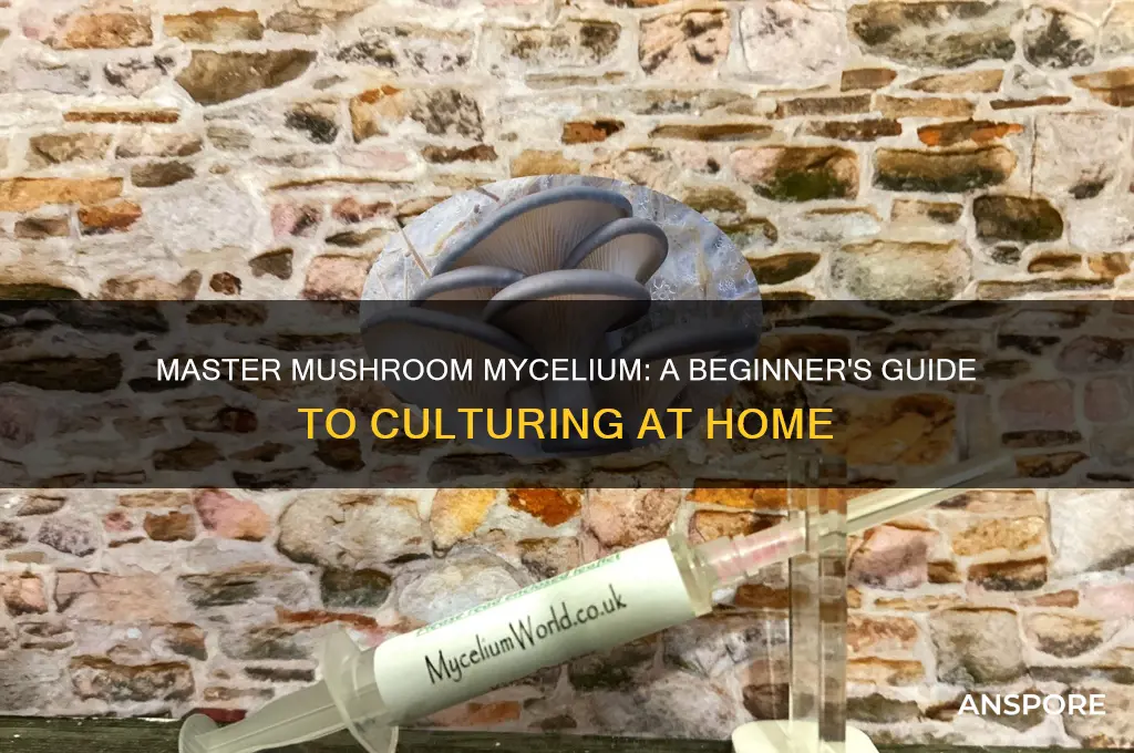 how to culture your own mushroom mycelium