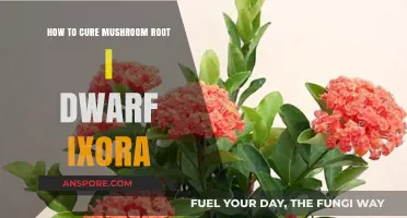 Effective Remedies to Treat Mushroom Root in Dwarf Ixora Plants