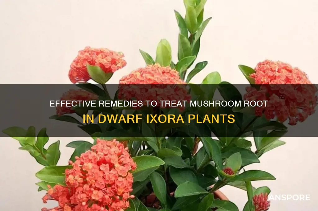 how to cure mushroom root i dwarf ixora