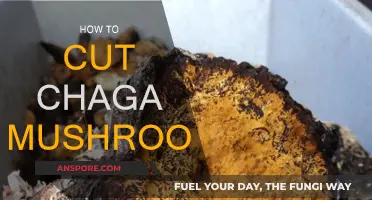 Chopping Chaga: A Guide to Cutting the Mushroom