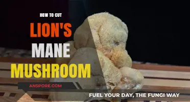 Mastering the Art of Cutting Lion's Mane Mushrooms: A Step-by-Step Guide