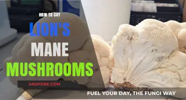 Mastering the Art of Cutting Lion's Mane Mushrooms: A Step-by-Step Guide