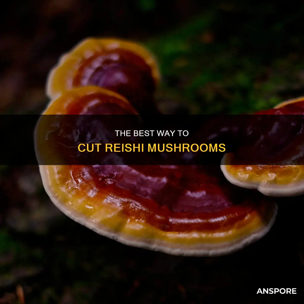 how to cut reishi mushroom