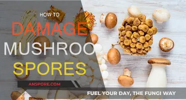 Destroying Mushroom Spores: A Comprehensive Guide