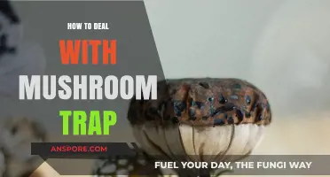 Avoiding Mushroom Traps: Essential Tips for Safe Foraging Adventures