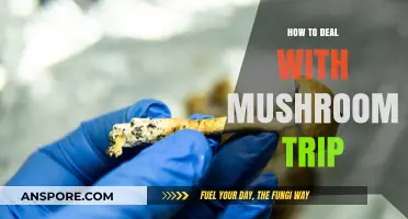 Navigating a Mushroom Trip: Essential Tips for a Safe Experience