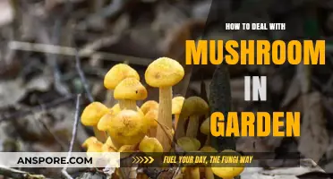 Effective Strategies to Manage and Remove Mushrooms in Your Garden
