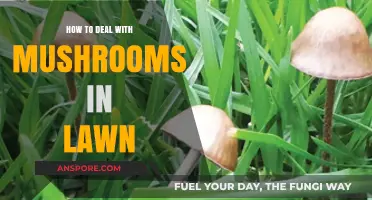 Effective Ways to Manage and Remove Mushrooms from Your Lawn