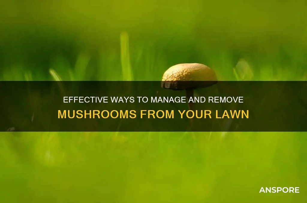 how to deal with mushrooms in lawn