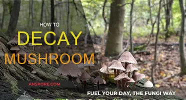 The Art of Mushroom Decay: A Step-by-Step Guide