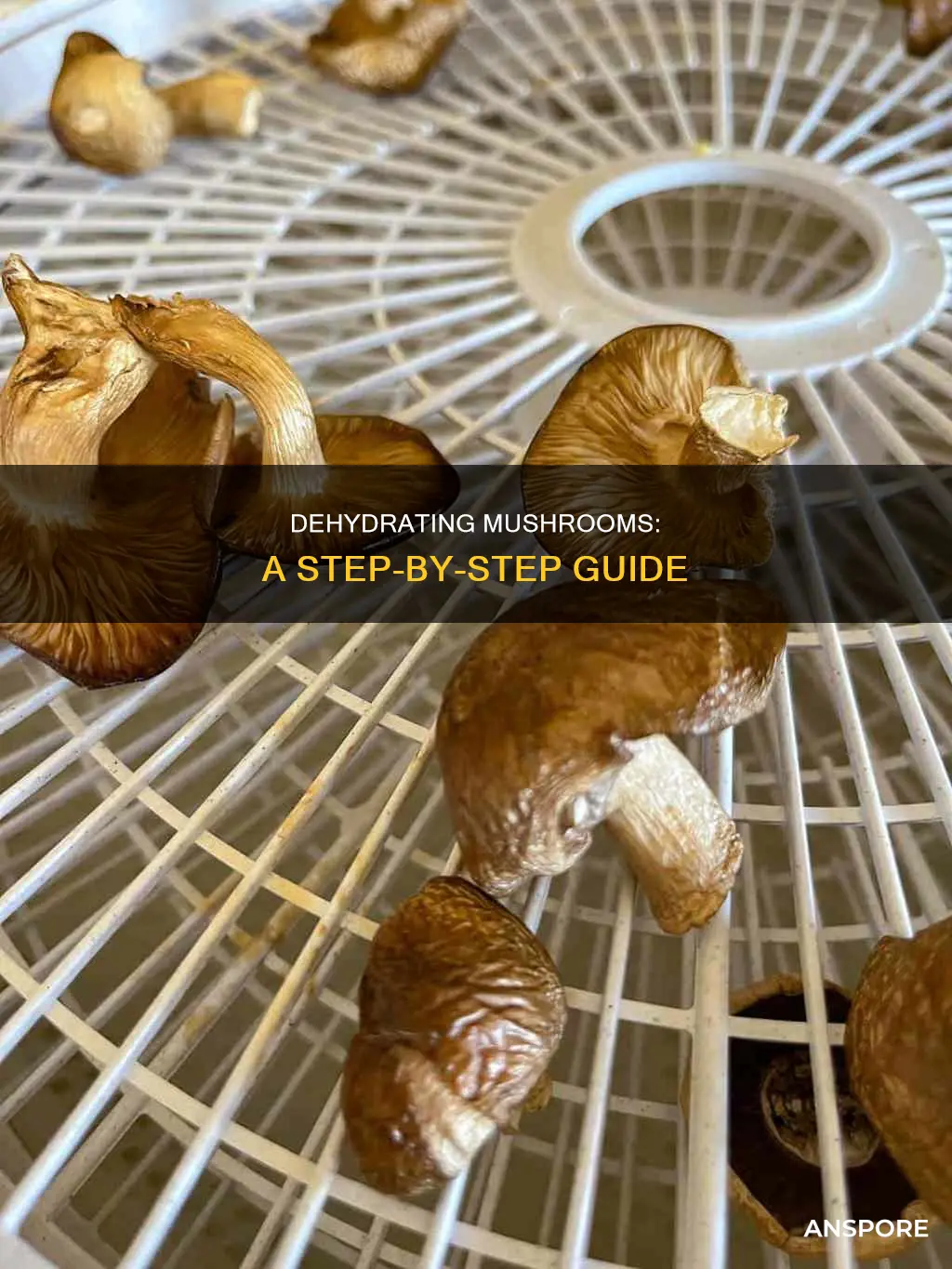 how to degydrate mushrooms