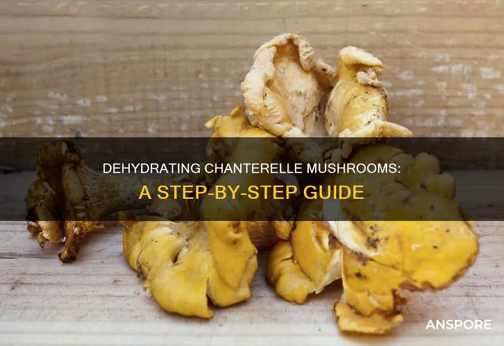 how to dehydrate chanterelle mushrooms