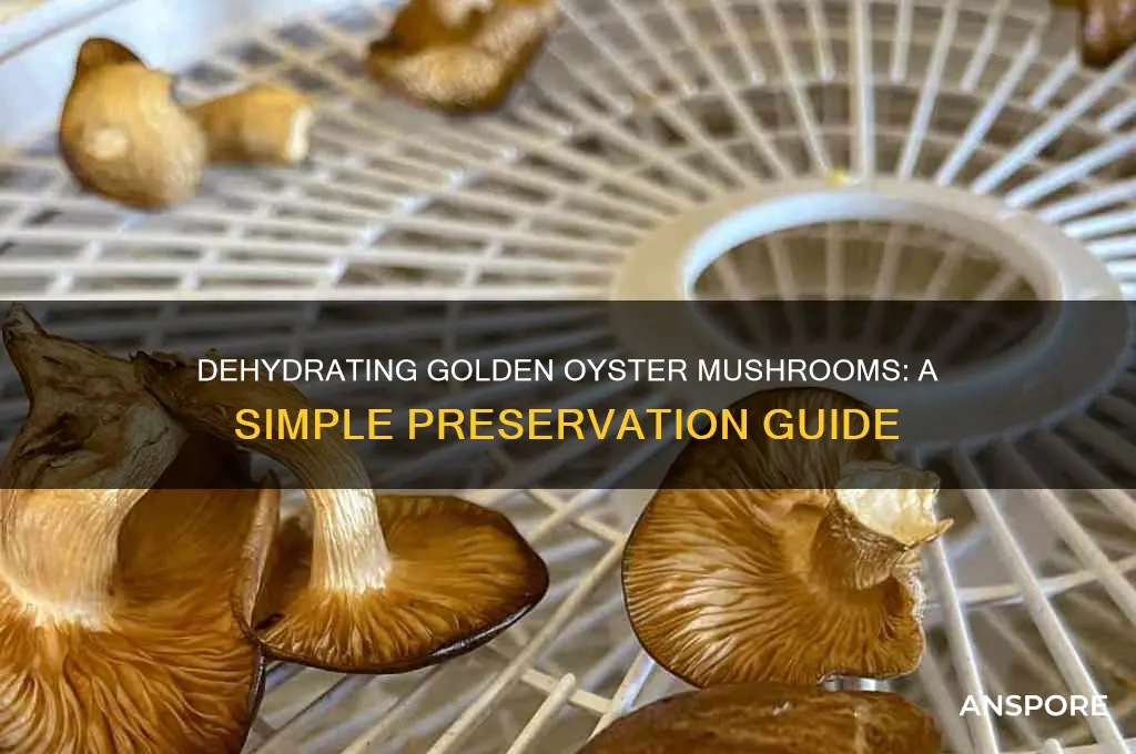 how to dehydrate golden oyster mushrooms