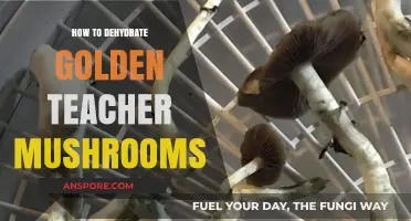 Dehydrating Golden Teacher Mushrooms: A Simple Preservation Guide