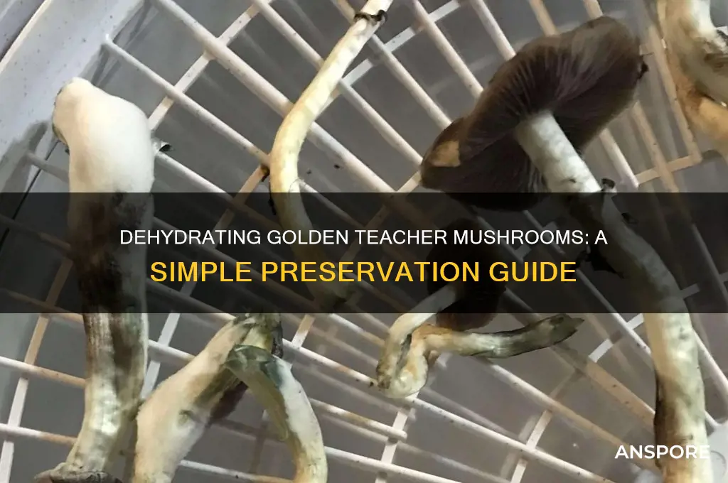 how to dehydrate golden teacher mushrooms