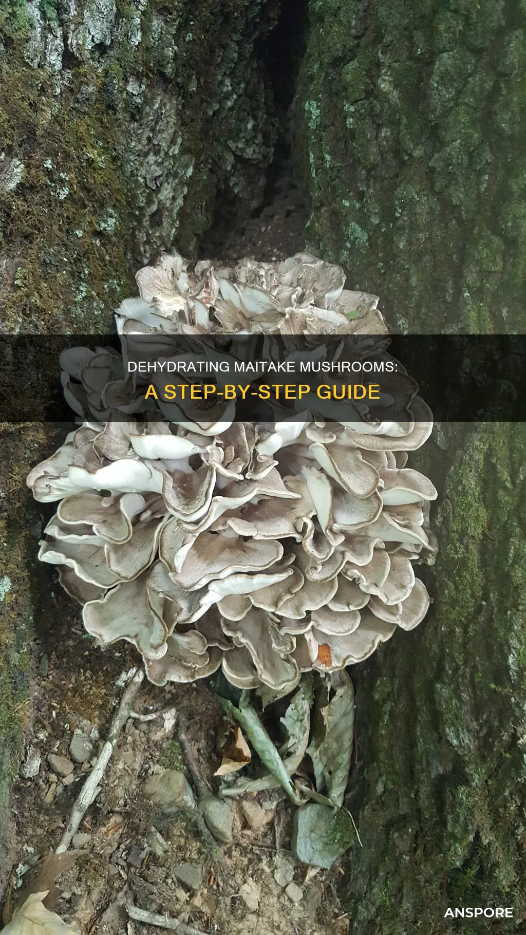 how to dehydrate maitake mushrooms