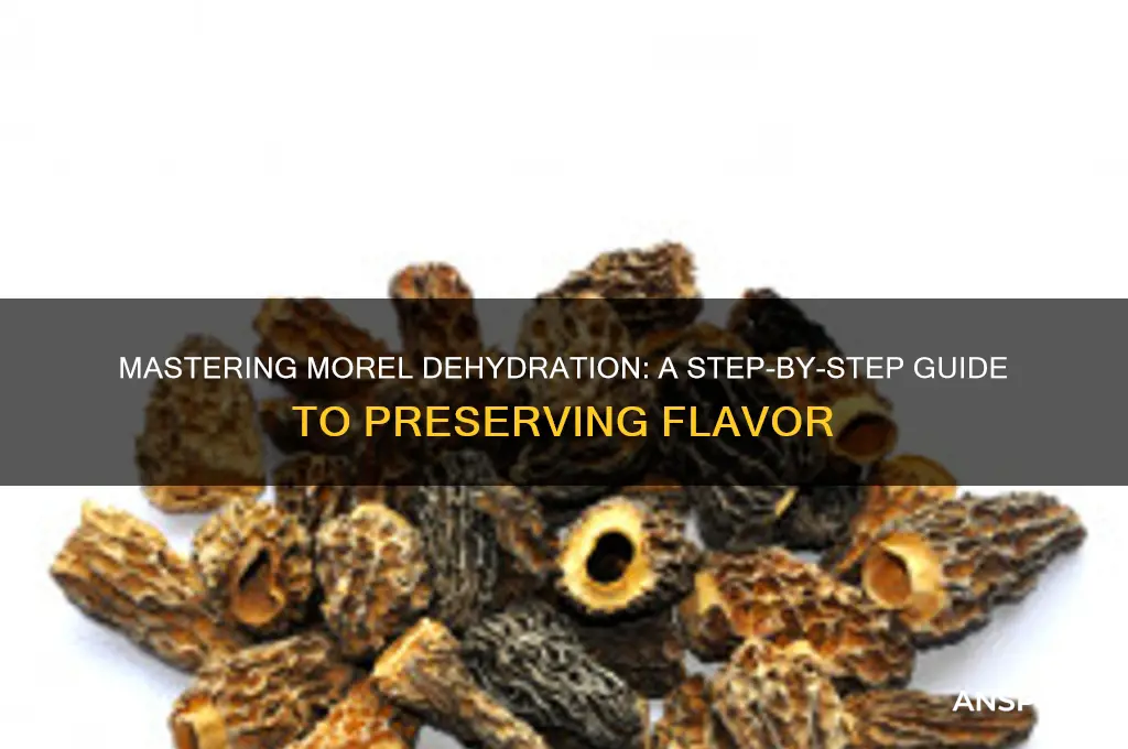 how to dehydrate morel mushrooms