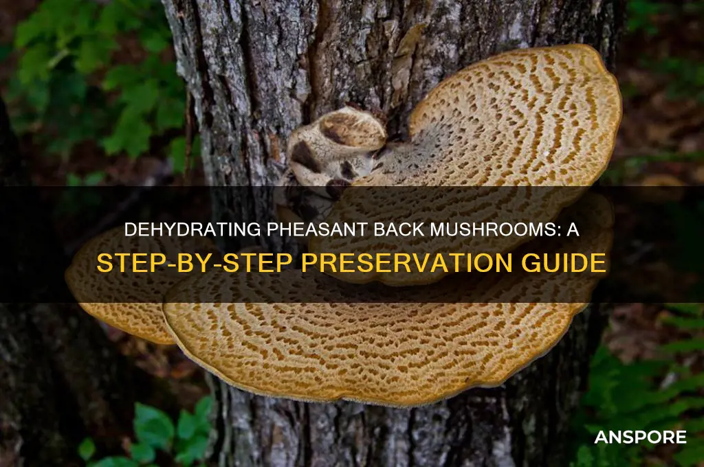 how to dehydrate pheasant back mushrooms