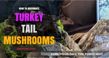 Dehydrating Turkey Tail Mushrooms: A Simple Guide for Preservation