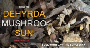 Dehydrating Mushrooms: Using the Sun's Power