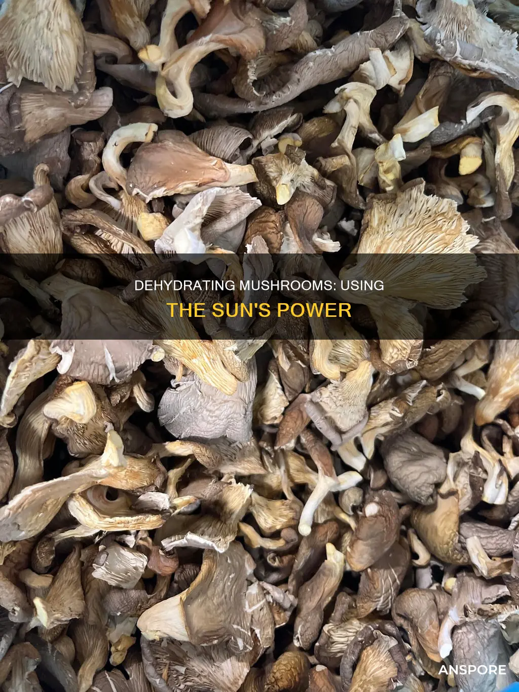 how to dehyrdate mushrooms sun
