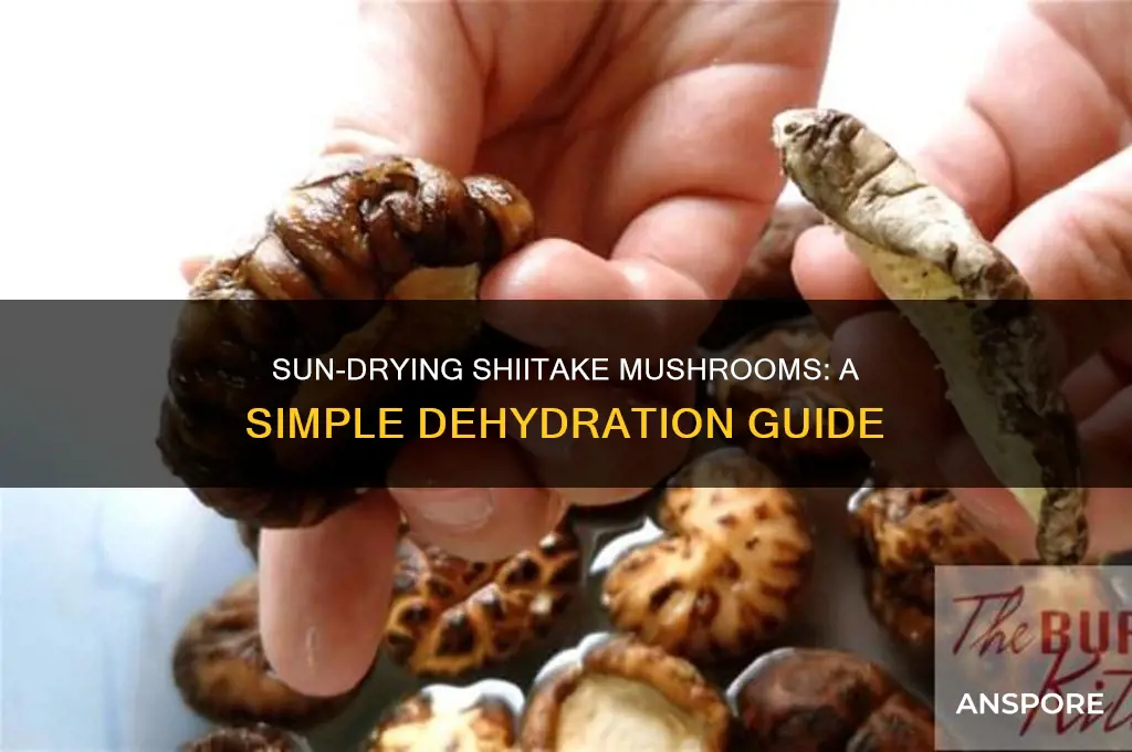 how to dehyrdate shitake mushrooms sun