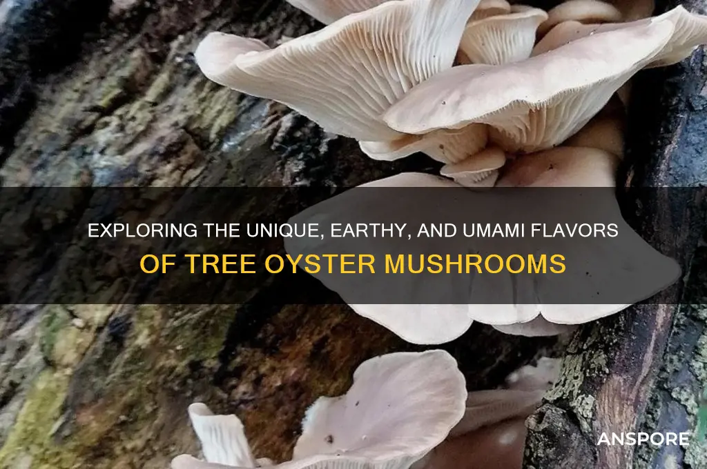 how to describe the flavor of tree oyster mushrooms