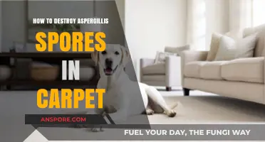Effective Methods to Eliminate Aspergillus Spores from Your Carpet