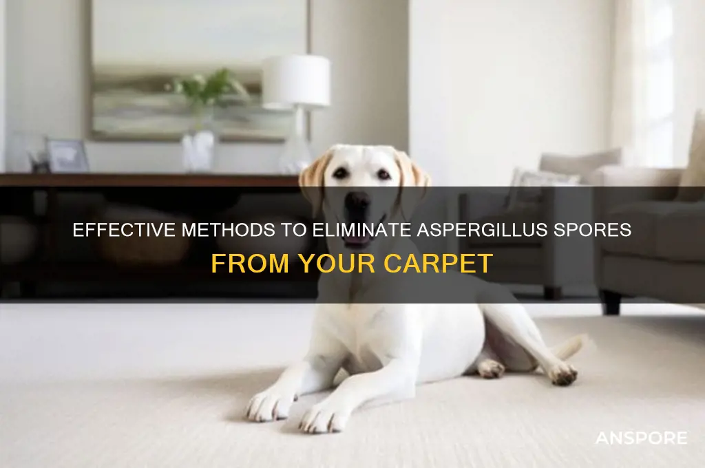 how to destroy aspergillis spores in carpet