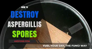 Effective Strategies to Eliminate Aspergillus Spores in Your Environment