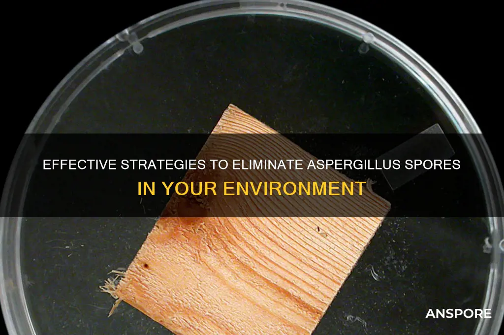 how to destroy aspergillis spores