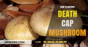 Effective Methods to Safely Eliminate Deadly Death Cap Mushrooms