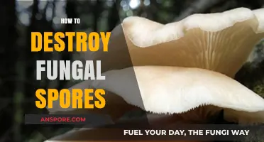 Effective Methods to Eradicate Fungal Spores and Prevent Growth