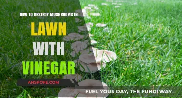 Effective Vinegar Method to Eliminate Mushrooms in Your Lawn