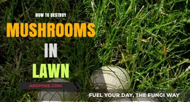 Effective Ways to Eliminate Mushrooms from Your Lawn Permanently