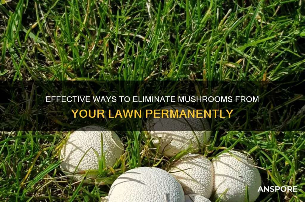 how to destroy mushrooms in lawn