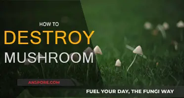 Destroying Mushrooms: Effective Techniques for Gardeners