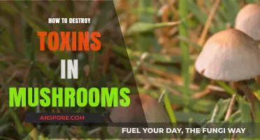 Effective Methods to Safely Eliminate Toxins from Edible Mushrooms