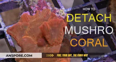 Propagating Mushroom Corals: Detaching Techniques for Beginners