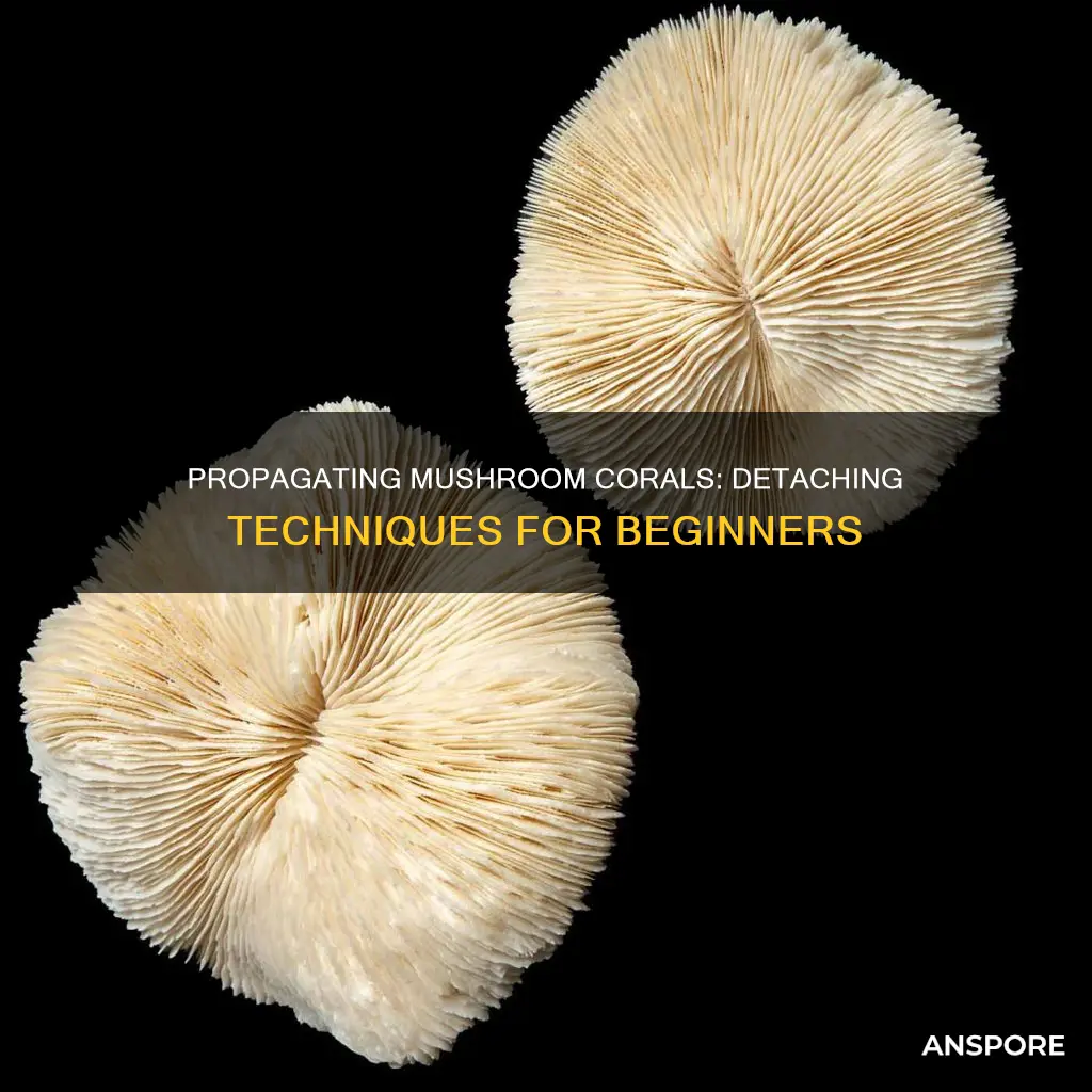 how to detach mushroom coral
