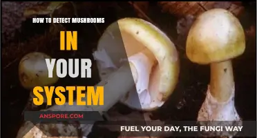 Detecting Mushrooms in Your System: Symptoms, Risks, and Treatment Options