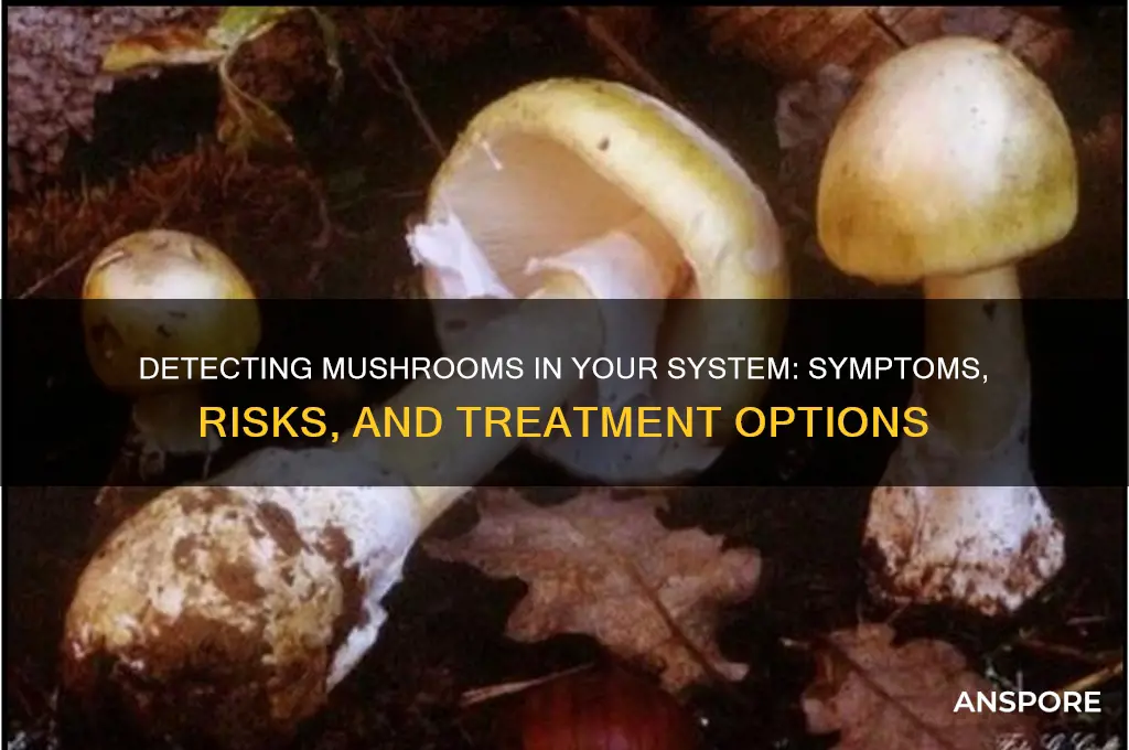 how to detect mushrooms in your system