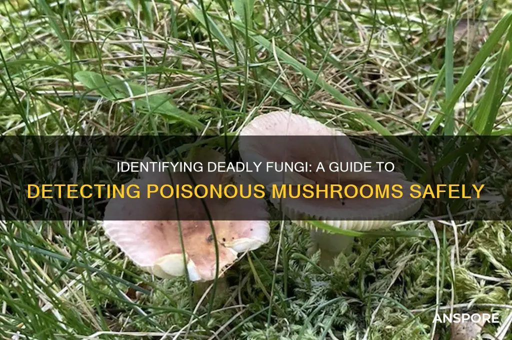 how to detect poisonous mushrooms