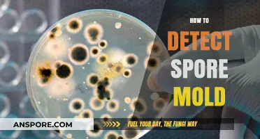 Effective Techniques for Detecting Spore Mold in Your Environment