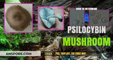 Identifying Psilocybin Mushrooms: A Beginner's Guide to Safe Foraging
