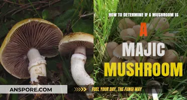 Identifying Magic Mushrooms: Key Traits and Safe Foraging Tips