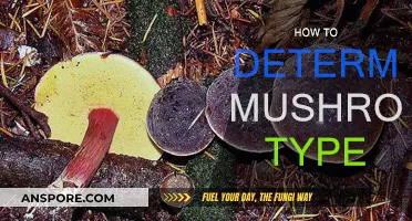 Mushroom Types: Identification Techniques for Beginners